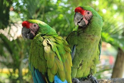 parrots